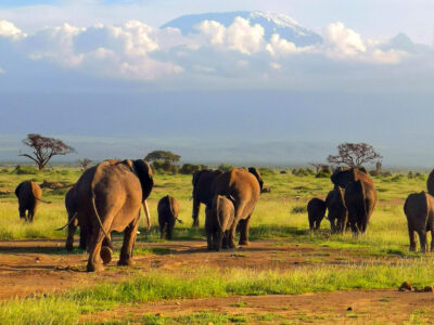 safari-olifanten